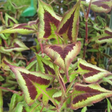 Renouée - Persicaria runcinata Purple Fantasy