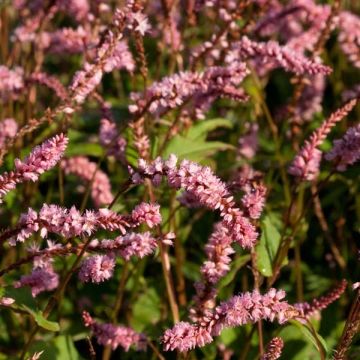 Renouée - Persicaria amplexicaulis Pink Elephant