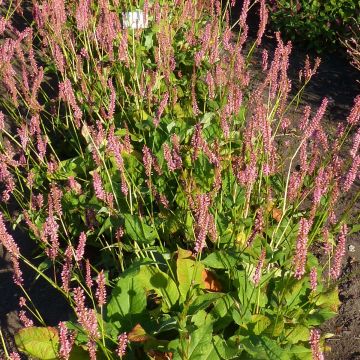 Renouée - Persicaria amplexicaulis Jo and Guido's Form