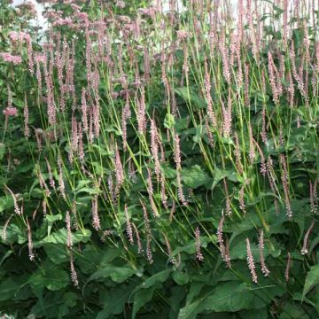 Kerzenknöterich Rosea - Bistorta amplexicaulis