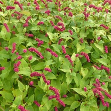 Renouée - Persicaria amplexicaulis var. pendula