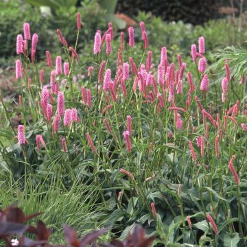 Schlangenwurz Hohe Tatra - Persicaria officinalis