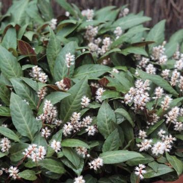 Schlangen-Knöterich - Persicaria tenuicaulis