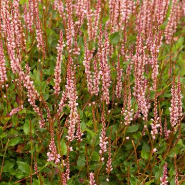 Schlangen-Knöterich - Persicaria vacciniifolia