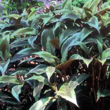 Knöterich var. filiformis Compton's Red - Persicaria virginiana