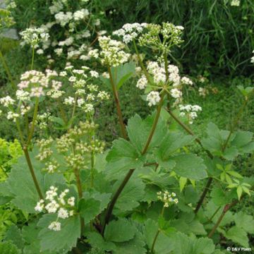 Schottischer Liebstöckel - Ligusticum scothicum