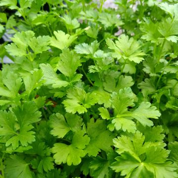 Garten-Petersilie - Petroselinum crispum var. neapolitanum