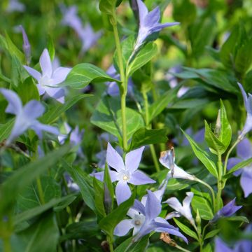 Mittleres Immergrün - Vinca difformis