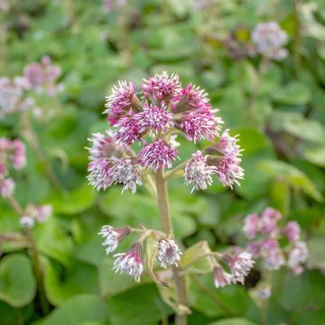 Winterheliotrop - Petasites fragrans