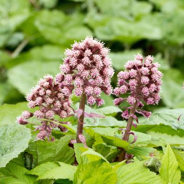 Gewöhnliche Pestwurz - Petasites hybridus