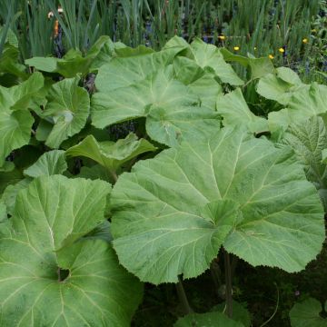 Japanische Pestwurz Giganteus - Petasites japonicus