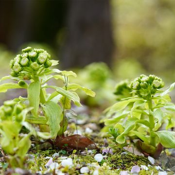 Japanische Pestwurz - Petasites japonicus