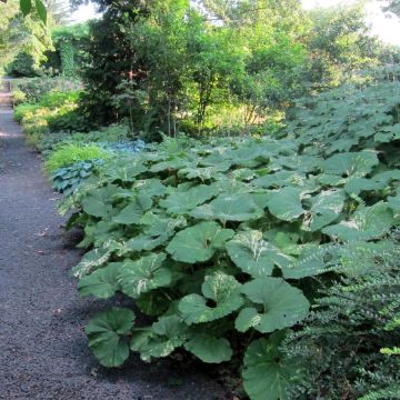 Japanische Pestwurz variegatus - Petasites japonicus