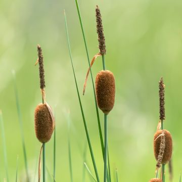 Typha minima - Zwerg-Rohrkolben