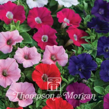 Petunia Gioconda Mixed (Samen)