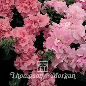 Petunia Cascade Pink Orchid Mist (Samen)