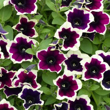 Petunia Cascadias Rim Magenta