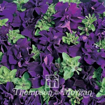 Petunia Double Cascade Blue (Samen)