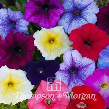 Petunia T&Ms Global (Samen)