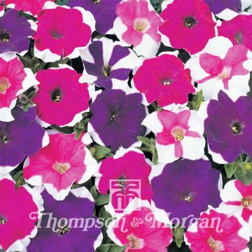 Petunia Mini Bella Picotee Mixed (Samen)