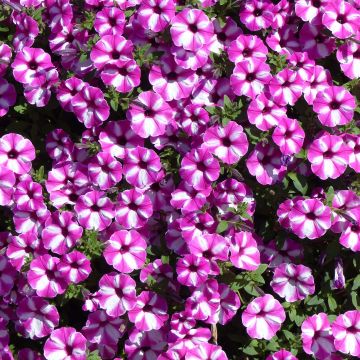 Pétunia Supertunia Raspberry Star