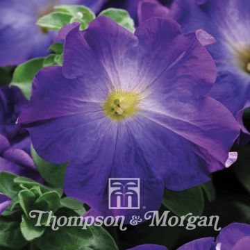 Petunia Sophistica Blue Morn (Samen)