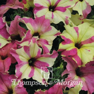 Petunia Sophistica Lime Bicolour (Samen)