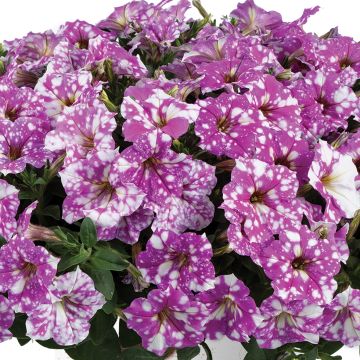 Petunia Splash Dance Fuchsia Flamenco