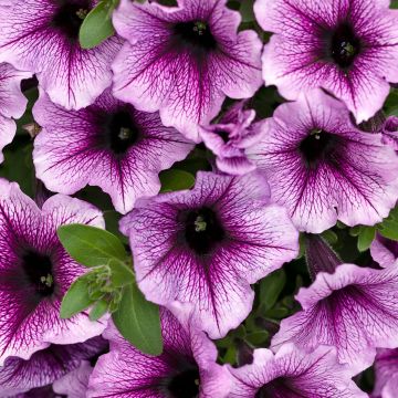 Petunia Supertunia Bordeaux Purple Vein