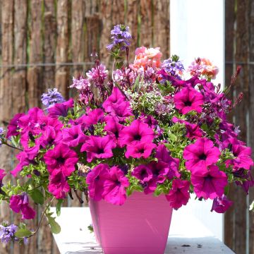 Pétunia Surfinia Purple