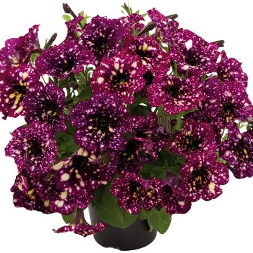 Petunia Splash Dance Magenta Mambo