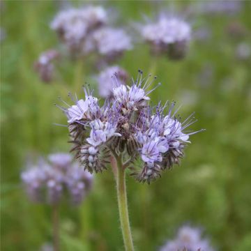 Büschelschön - Phacelia Tanacetifolia