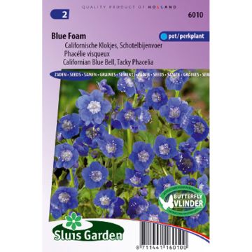 Phacelia viscida compacta Blue Foam (Samen) - Bienenweide