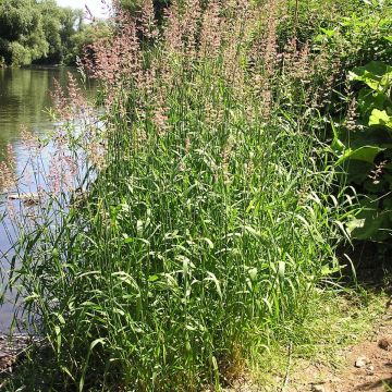 Phalaris arundinaceae - Rohr-Glanzgras