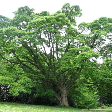 Phellodendron amurense - Amur-Korkbaum