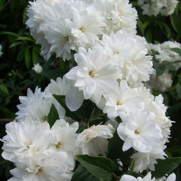 Pfeifenstrauch Frosty Morn - Philadelphus