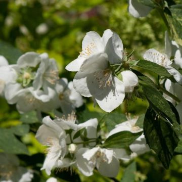 Lemoines Pfeifenstrauch Innocence - Philadelphus lemoinei