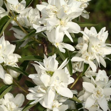 Europäischer Pfeifenstrauch Komsomolec - Philadelphus