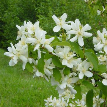 Lemoines Pfeifenstrauch - Philadelphus lemoinei