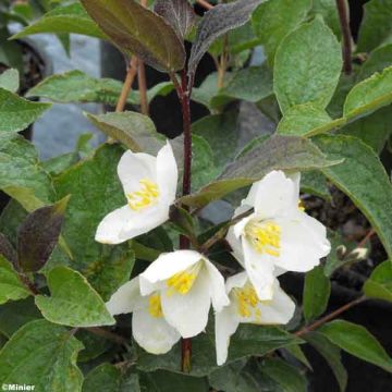 Pfeifenstrauch Starbright - Philadelphus