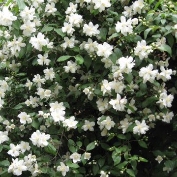 Pfeifenstrauch Virginal - Philadelphus