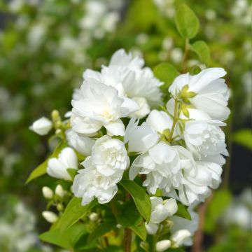 Pfeifenstrauch Virginal - Philadelphus