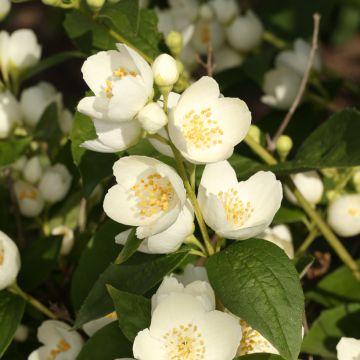 Europäischer Pfeifenstrauch Godzisz - Philadelphus coronarius