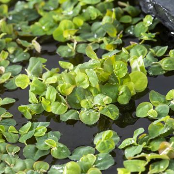 Phyllanthus fluitans - Schwimmende Wolfsmilch