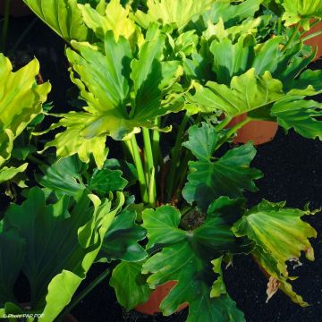 Philodendron xanadu Hope