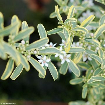 Eriostemon myoporoides Gold Touch - Langblättrige Wachsblume