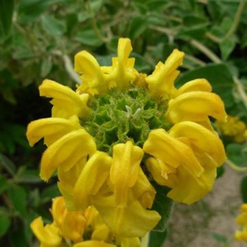 Phlomis fruticosa - Strauchiges Brandkraut