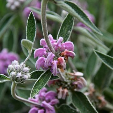 Phlomis purpurea - Brandkraut