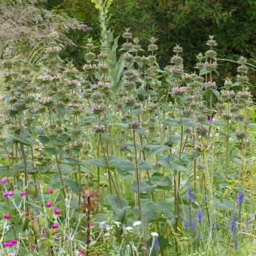 Phlomis samia - Samos-Brandkraut