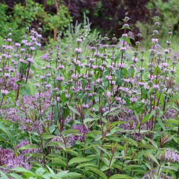 Phlomis tuberosa Amazone - Knollen-Brandkraut